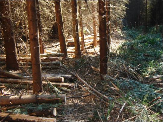 Forêt, bois, bosquets et boqueteaux - Biomasse Normandie