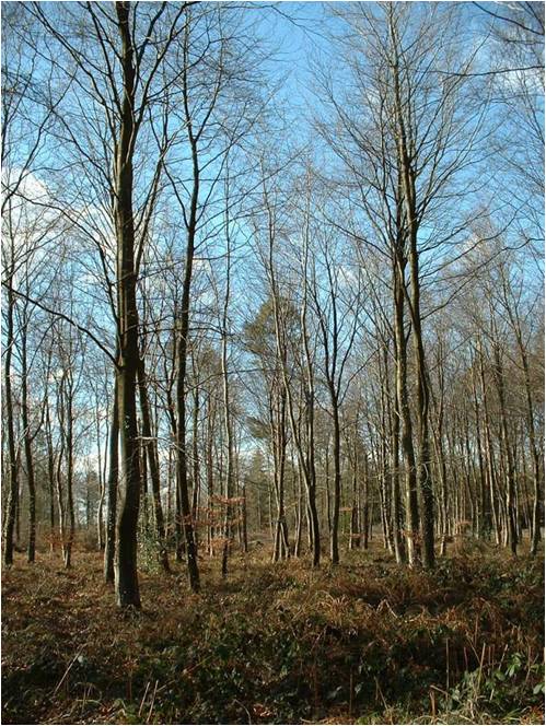 Forêt, bois, bosquets et boqueteaux - Biomasse Normandie