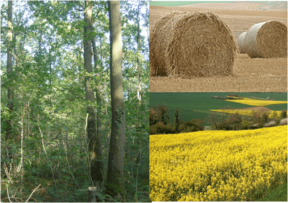 Sciures et écorces - Biomasse Normandie